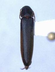 Serropalpus