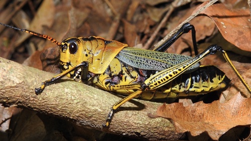 Romalea tamaulipensis