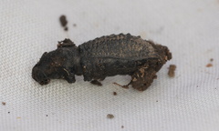 Sclerorinus bubalus