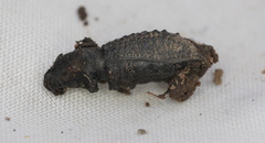 Sclerorinus bubalus