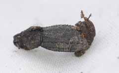 Sclerorinus bubalus