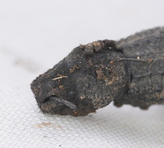 Sclerorinus bubalus