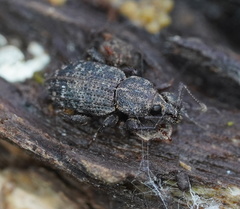 Mandalotus bryophagus
