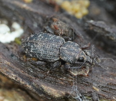 Mandalotus bryophagus