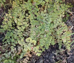 Adiantum jordanii image