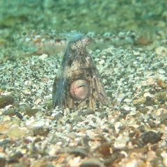 Ophichthus altipennis