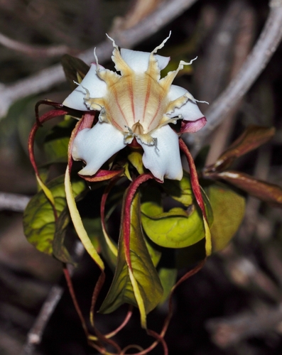 Strophanthus petersianus, photograph 5