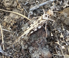 Dissosteira spurcata