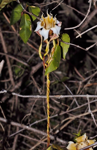 Strophanthus petersianus, photograph 6