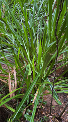 Scirpodendron ghaeri