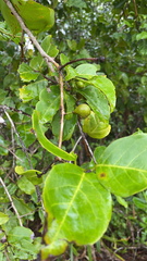 Salacia chinensis