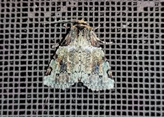 Condicinae