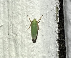 Draeculacephala balli