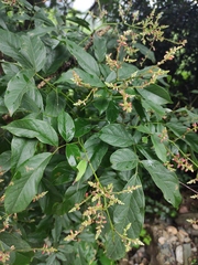 Callerya dielsiana