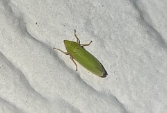 Draeculacephala balli