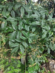 Callerya dielsiana