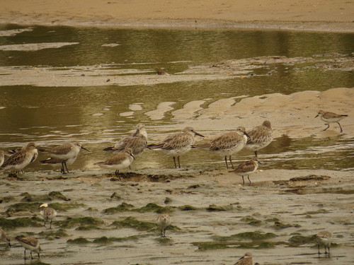 Calidris tenuirostris