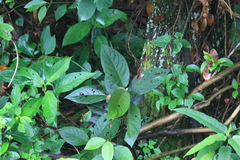 Tarenna mollissima