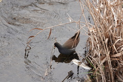Gallinula chloropus