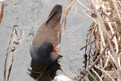 Gallinula chloropus