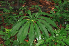 Arisaema erubescens