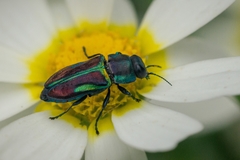 Bilyaxia concinna