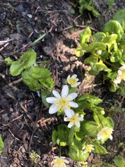 Caltha biflora