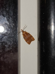 Cenopis diluticostana