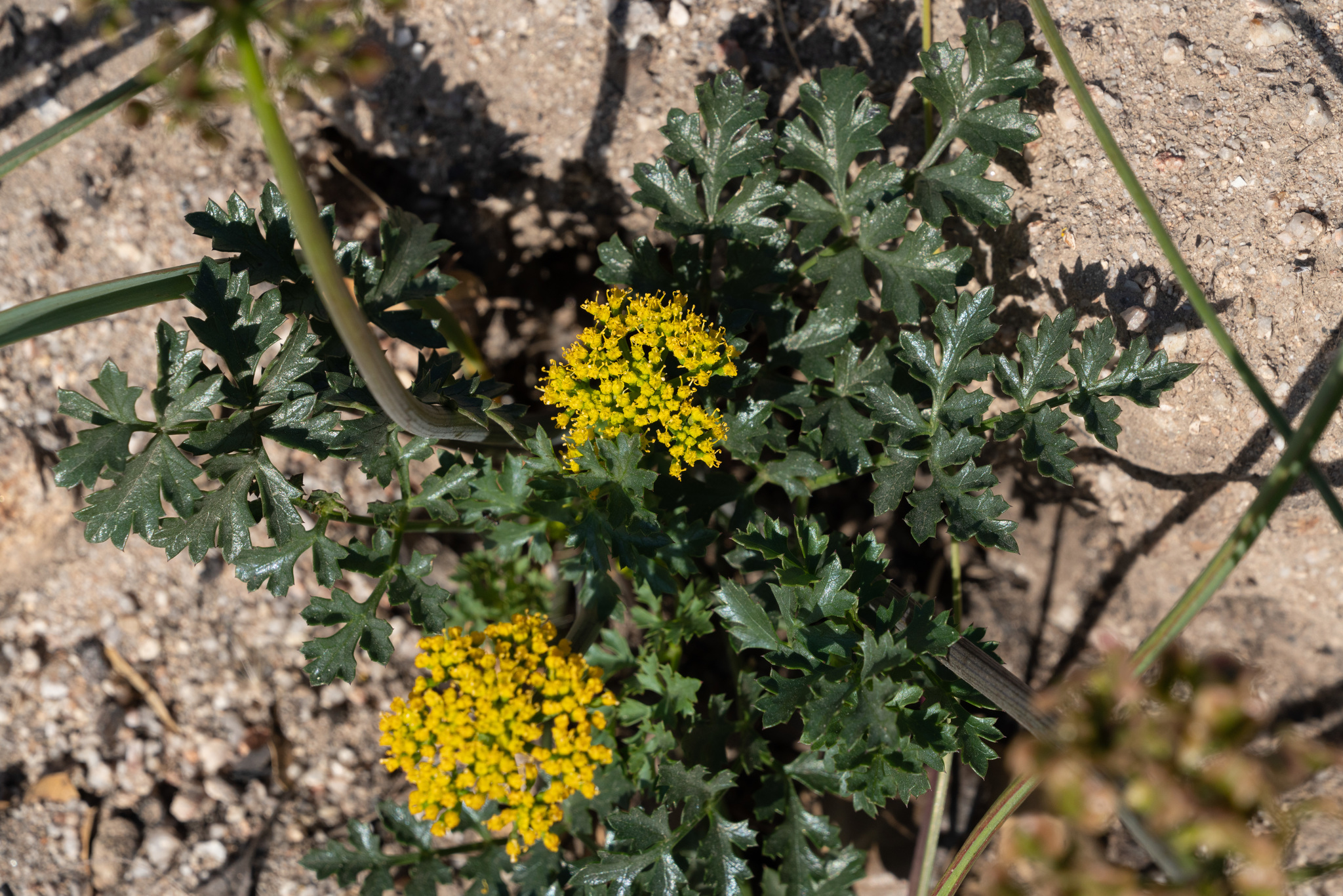 Lomatium parvifolium