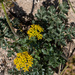 Lomatium parvifolium - Photo (c) Eric Koberle, algunos derechos reservados (CC BY-NC), subido por Eric Koberle