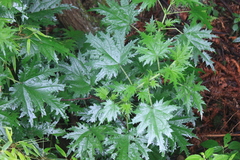 Urtica fissa