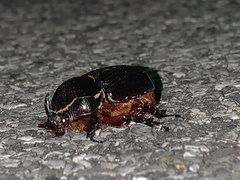 Xyloryctes jamaicensis