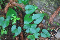 Thladiantha nudiflora