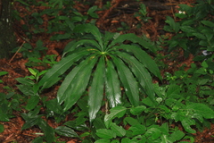 Arisaema erubescens