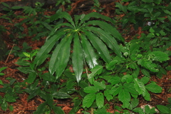 Arisaema erubescens