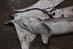 Carcharhinus brevipinna