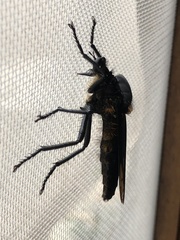 Microstylum oberthurii