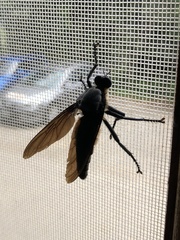 Microstylum oberthurii