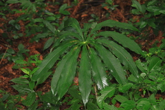 Arisaema erubescens