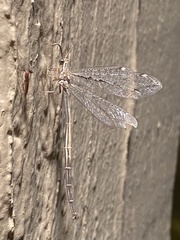 Scotoleon longipalpis