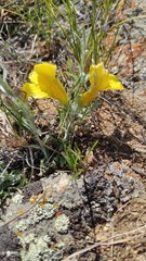 Cymbaria daurica