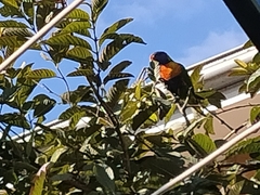 Trichoglossus moluccanus moluccanus