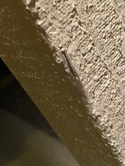 Scotoleon longipalpis