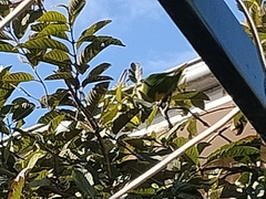 Trichoglossus moluccanus moluccanus