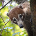 White-nosed Coati - Photo (c) Marco Zozaya, some rights reserved (CC BY-NC), uploaded by Marco Zozaya