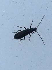 Rhagonycha mandibularis