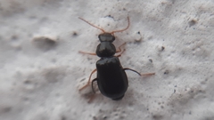 Ebaeus
