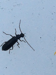 Rhagonycha mandibularis