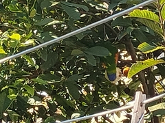 Trichoglossus moluccanus moluccanus