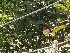 Trichoglossus moluccanus moluccanus